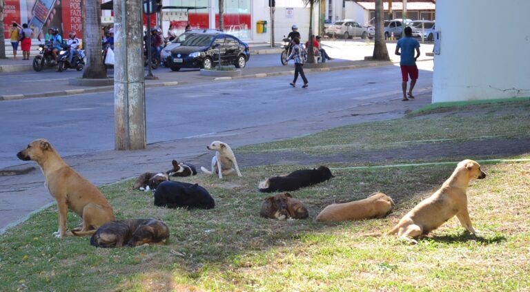 Montes Claros Cachorros na Prefeitura Foto Fábio Marçal