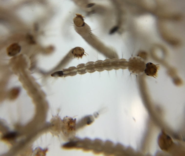 larvas aedes aegypti1